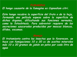 FUMAGINA
El hongo causante de la fumagina es Capnodium citri.
Este hongo recubre la superficie del fruto o de la hoja,
formando una película espesa sobre la superficie de
dichos órganos, dificultando sus funciones normales,
como la fotosíntesis. Para sobrevivir requiere de las
secreciones azucaradas producidas por moscas blancas,
áfidos, escamas.
Manejo
El tratamiento contra los insectos que la favorecen, se
hace con fumigaciones 10 a 20 cc de aceites minerales
más 10 a 20 gramos de jabón en polvo por cada litro de
agua
 