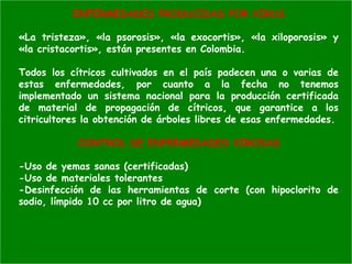 ENFERMEDADES PRODUCIDAS POR VIRUS
«La tristeza», «la psorosis», «la exocortis», «la xiloporosis» y
«la cristacortis», están presentes en Colombia.
Todos los cítricos cultivados en el país padecen una o varias de
estas enfermedades, por cuanto a la fecha no tenemos
implementado un sistema nacional para la producción certificada
de material de propagación de cítricos, que garantice a los
citricultores la obtención de árboles libres de esas enfermedades.
CONTROL DE ENFERMEDADES VIROSAS
-Uso de yemas sanas (certificadas)
-Uso de materiales tolerantes
-Desinfección de las herramientas de corte (con hipoclorito de
sodio, límpido 10 cc por litro de agua)
 
