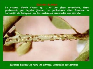 ESCAMA BLANDA
La escama blanda Coccus sp. , es una plaga secundaria, tiene
preferencia por tejidos jóvenes, en poblaciones altas favorece la
formación de fumagina, por las sustancias azucaradas que excreta.
Escamas blandas en ramo de cítricos, asociadas con hormiga
 
