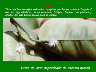 Manejo
Tiene muchos enemigos naturales, avispitas que las parasitan y “vaquitas”
que son depredadores; si es necesario fumigar, hacerlo con jabones y
aceites son una buena opción para su control.
Larva de Azia depredador de escama blanda
 