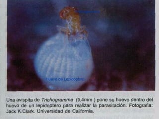Huevo de Lepidóptero
Trichogramma
 