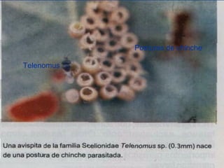 Telenomus
Posturas de chinche
 
