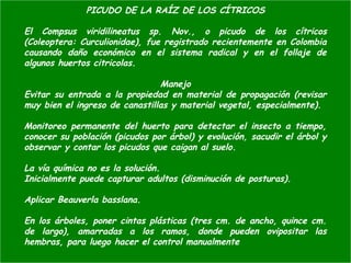 PICUDO DE LA RAÍZ DE LOS CÍTRICOS
El Compsus viridilineatus sp. Nov., o picudo de los cítricos
(Coleoptera: Curculionidae), fue registrado recientemente en Colombia
causando daño económico en el sistema radical y en el follaje de
algunos huertos citricolas.
Manejo
Evitar su entrada a la propiedad en material de propagación (revisar
muy bien el ingreso de canastillas y material vegetal, especialmente).
Monitoreo permanente del huerto para detectar el insecto a tiempo,
conocer su población (picudos por árbol) y evolución, sacudir el árbol y
observar y contar los picudos que caigan al suelo.
La vía química no es la solución.
Inicialmente puede capturar adultos (disminución de posturas).
Aplicar Beauverla basslana.
En los árboles, poner cintas plásticas (tres cm. de ancho, quince cm.
de largo), amarradas a los ramos, donde pueden ovipositar las
hembras, para luego hacer el control manualmente
 