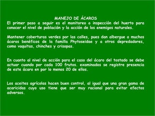 MANEJO DE ÁCAROS
El primer paso a seguir es el monitoreo o inspección del huerto para
conocer el nivel de población y la acción de los enemigos naturales.
Mantener coberturas verdes por las calles, pues dan albergue a muchos
ácaros benéficos de la familla Phytoseidae y a otros depredadores,
como vaquitas, chinches y crisopas.
En cuanto al nivel de acción para el caso del ácaro del tostado se debe
actuar cuando por cada 100 frutos. examinados se registre presencia
de este ácaro en por lo menos 20 de ellos.
Los aceites agrícolas hacen buen control, al igual que una gran gama de
acaricidas cuyo uso tiene que ser muy racional para evitar efectos
adversos.
 