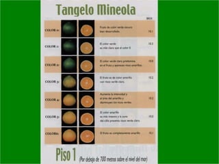 Manejo integrado de Citricos  I