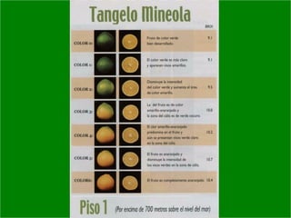 Manejo integrado de Citricos  I