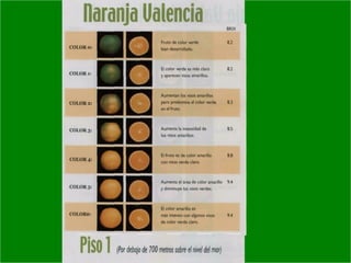 Manejo integrado de Citricos  I