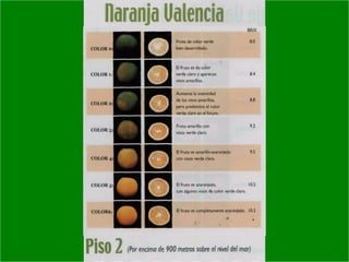 Manejo integrado de Citricos  I