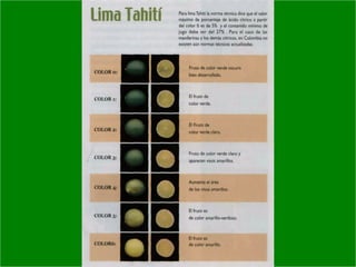 Manejo integrado de Citricos  I
