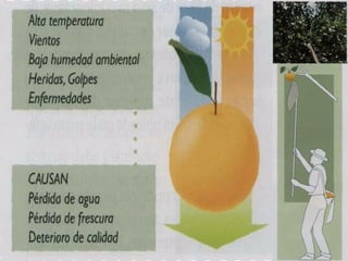 Manejo integrado de Citricos  I