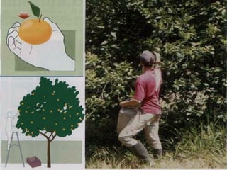 Manejo integrado de Citricos  I