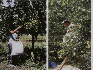 Manejo integrado de Citricos  I