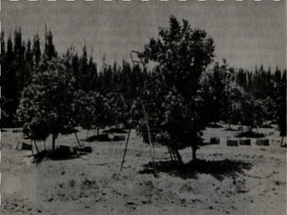 Manejo integrado de Citricos  I