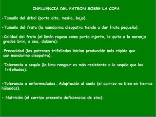 INFLUENCIA DEL PATRON SOBRE LA COPA
-Tamaño del árbol (porte alto, medio, bajo).
-Tamaño del fruto (la mandarina cleopatra tiende a dar fruta pequeña).
-Calidad del fruto (el limón rugoso como porta injerto, le quita a la naranja
grados brix, o sea, dulzura).
-Precocidad (los patrones trifoliados inician producción más rápido que
con mandarino cleopatra).
-Tolerancia a sequía (la lima rangpur es más resistente a la sequía que los
trifoliados).
-Tolerancia a enfermedades. Adaptación al suelo (el carrizo va bien en tierras
húmedas).
- Nutrición (el carrizo presenta deficiencias de zinc).
 