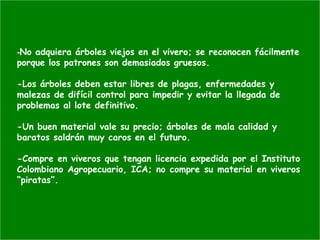 -No adquiera árboles viejos en el vivero; se reconocen fácilmente
porque los patrones son demasiados gruesos.
-Los árboles deben estar libres de plagas, enfermedades y
malezas de difícil control para impedir y evitar la llegada de
problemas al lote definitivo.
-Un buen material vale su precio; árboles de mala calidad y
baratos saldrán muy caros en el futuro.
-Compre en viveros que tengan licencia expedida por el Instituto
Colombiano Agropecuario, ICA; no compre su material en viveros
“piratas”.
 