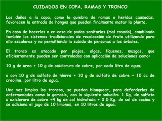 CUIDADOS EN COPA, RAMAS Y TRONCO
Los daños a la copa, como la quiebra de ramas o heridas causadas,
favorecen la entrada de hongos que pueden finalmente matar la planta.
En caso de hacerlas o en caso de podas sanitarias (mal rosado), cambiando
también los sistemas tradicionales de recolección de fruta utilizando para
ello escaleras y no permitiendo la subida de personas a los árboles.
El tronco es atacado por piojos, algas, líquenes, musgos, que
eficientemente pueden ser controlados con aplicación de soluciones como:
10 g de urea + 10 g de oxicloruro de cobre, por cada litro de agua;
o con 10 g de sulfato de hierro + 10 g de sulfato de cobre + 10 cc de
creolina, por litro de agua.
Una vez limpios los troncos, se pueden blanquear, para defenderlos de
enfermedades como la gomosis, con la siguiente solución: 1 Kg. de sulfato
u oxicloruro de cobre +4 kg de cal hidratada + 0.5 Kg. de sal de cocina y
se adiciona el jugo de 10 limones, en 10 litros de agua.
 