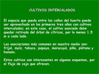 El espacio que queda entre las calles del huerto puede
ser aprovechado en los primeros tres años con cultivos
intercalados; en este caso, el cultivo asociado debe
quedar retirado del árbol de cítricos, por lo menos 1.5
m a cada lado.
Las asociaciones más comunes en nuestro medio son:
fríjol, maíz, tabaco, papaya, maracuyá, piña, plátano y
banano.
Estos cultivos son interesantes en algunos esquemas, por
el flujo de caja que ofrecen.
CULTIVOS INTERCALADOSCULTIVOS INTERCALADOS
 