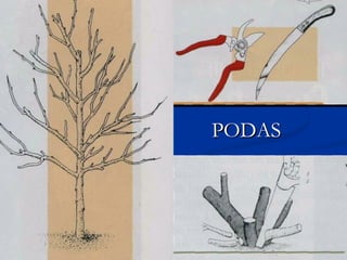 PODASPODAS
 