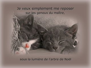 Je veux simplement me reposer sur les genoux du maître, sous la lumière de l’arbre de Noël 