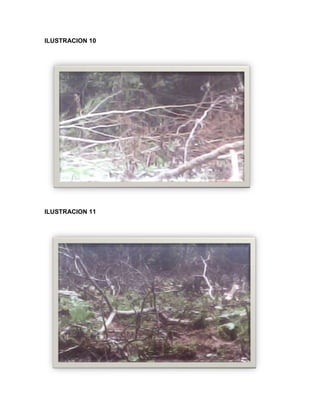 C:\fakepath\proyecto final de estadistica