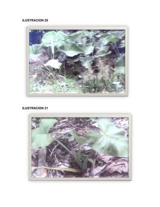 C:\fakepath\proyecto final de estadistica