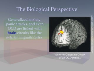 The Biological Perspective Generalized anxiety, panic attacks, and even OCD are linked with  brain  circuits like the  anterior cingulate cortex. Anterior Cingulate Cortex of an OCD patient. S. Ursu, V.A. Stenger, M.K. Shear, M.R. Jones, & C.S. Carter (2003). Overactive action  monitoring in obsessive-compulsive disorder.  Psychological Science, 14,  347-353. 
