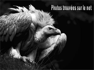 Photos

Photos trouvées sur le net
                  trouvées sur
                  le net
 