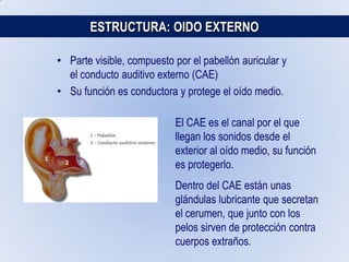 ESTRUCTURA DEL OIDO