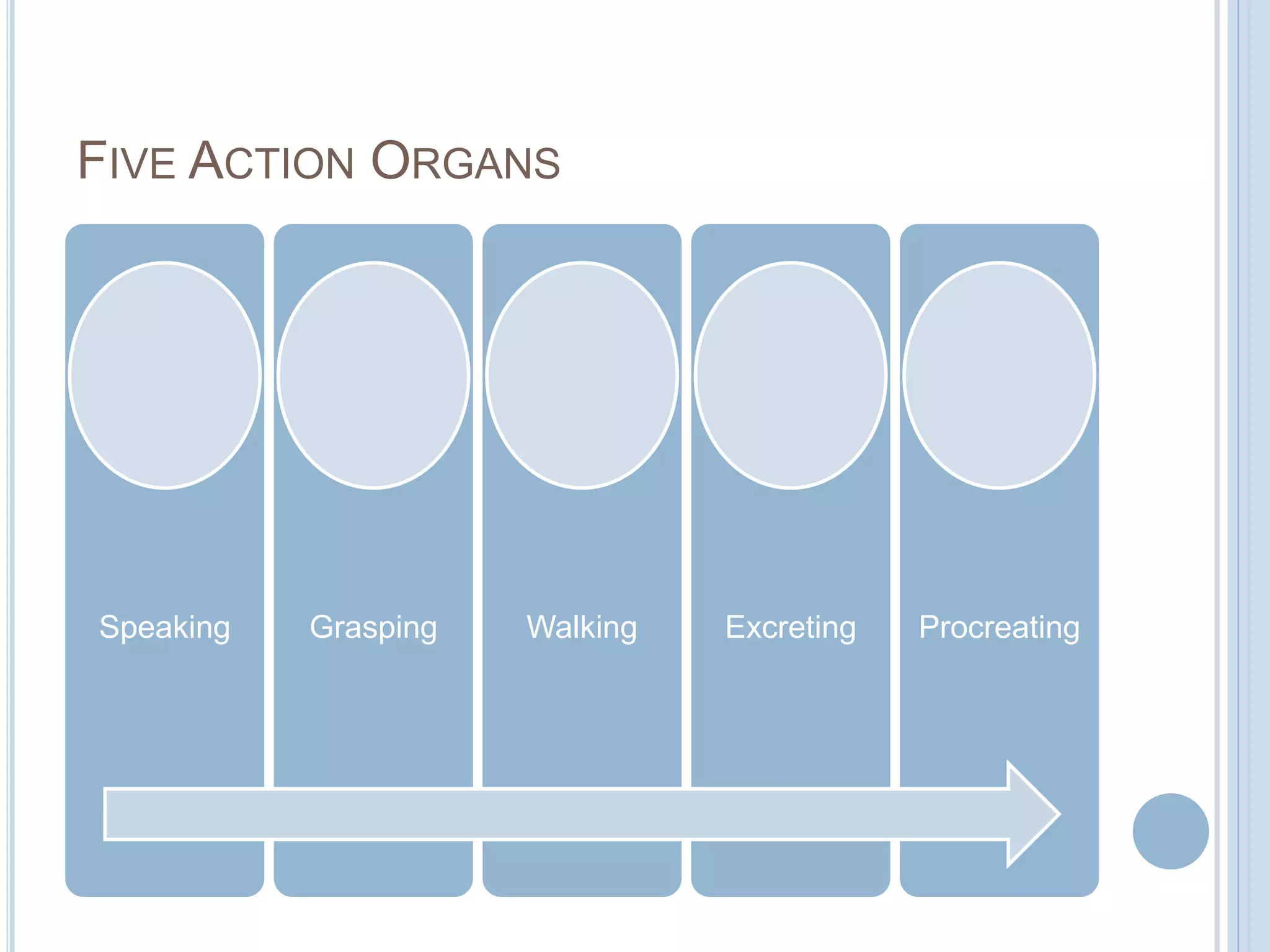 FIVE ACTION ORGANS

Speaking

Grasping

Walking

Excreting

Procreating

 