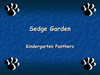 Sedge Garden Kindergarten Panthers 