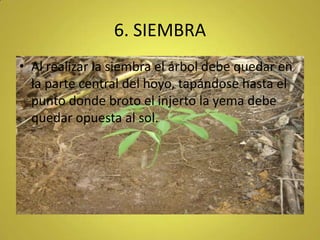6. SIEMBRA<br />Al realizar la siembra el árbol debe quedar en la parte central del hoyo, tapándose hasta el punto donde b...