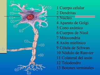 1 Cuerpo celular  2 Dendritas  3 Núcleo  4 Aparato de Golgi  5 Cono axónico  6 Cuerpos de Nissl  7 Mitocondria  8 Axón mielínico  9 Célula de Schwan  10 Nódulo de Ranvier  11 Colateral del axón  12 Telodendro  13 Botones terminales   
