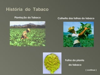 História  do  Tabaco  Plantação do Tabaco Colheita das folhas do tabaco ( continua ) Folha da planta  do tabaco 