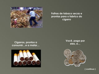 Folhas de tabaco secas e prontas para o fabrico do cigarro Cigarros, prontos a consumir…e a matar… Você, paga por eles, e… ( continua ) 