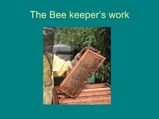 The Bee keeper’s work 