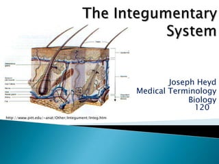 The Integumentary System Joseph Heyd                                   Medical Terminology                                                  Biology 120 http://www.pitt.edu/~anat/Other/Integument/Integ.htm 