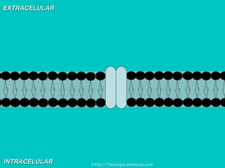 EXTRACELULAR INTRACELULAR http://fisiologia.webnode.com 