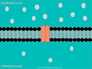 INTRACELULAR EXTRACELULAR http://fisiologia.webnode.com 