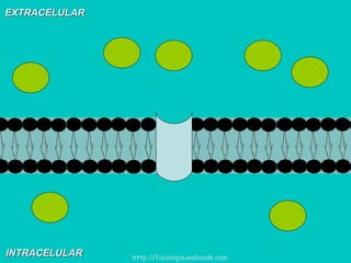 EXTRACELULAR INTRACELULAR http://fisiologia.webnode.com 