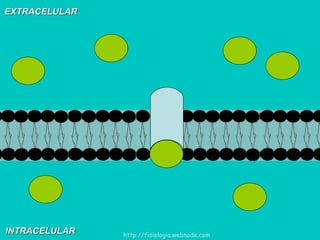 EXTRACELULAR INTRACELULAR http://fisiologia.webnode.com 