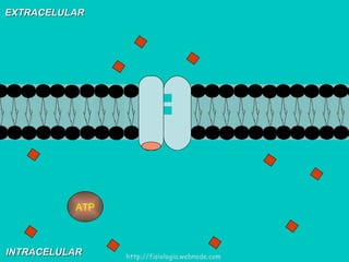 EXTRACELULAR INTRACELULAR ATP http://fisiologia.webnode.com 