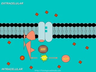 ATP EXTRACELULAR INTRACELULAR ENERGIA ADP P http://fisiologia.webnode.com 