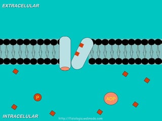 EXTRACELULAR INTRACELULAR ADP P http://fisiologia.webnode.com 