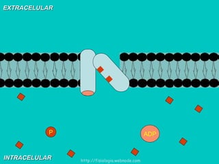 EXTRACELULAR INTRACELULAR ADP P http://fisiologia.webnode.com 