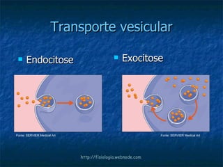 Transporte vesicular Endocitose http://fisiologia.webnode.com Exocitose Fonte: SERVIER Medical Art Fonte: SERVIER Medical Art 