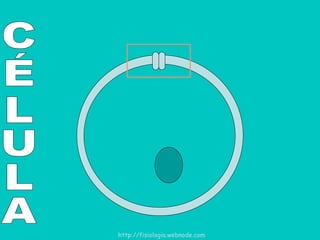 CÉLULA http://fisiologia.webnode.com 