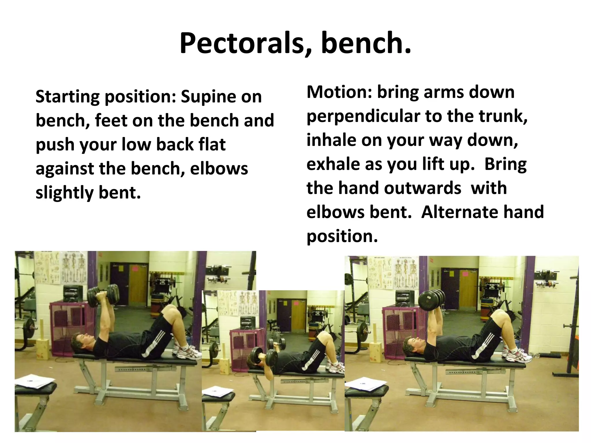 Pectorals, bench. Starting position: Supine on bench, feet on the bench and push your low back flat against the bench, elbows slightly bent.  Motion: bring arms down perpendicular to the trunk, inhale on your way down, exhale as you lift up.  Bring the hand outwards  with elbows bent.  Alternate hand position.  