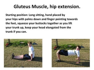 Gluteus Muscle, hip extension. Starting position: Long sitting, hand placed by your hips with palms down and finger pointing towards the feet, squeeze your buttocks together as you lift your trunk up, keep your head elongated from the trunk if you can. 
