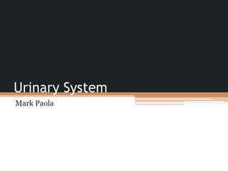 Urinary System Mark Paola 