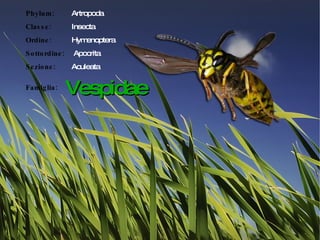 Phylum:  Artropoda Classe:   Insecta Ordine:  Hymenoptera Sottordine:     Apocrita Sezione:   Aculeata Famiglia: Vespidae 